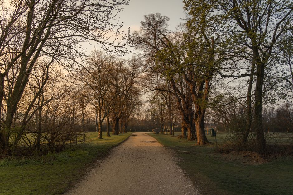 Tranquil park pathway lined with bare trees under a soft dawn light, ideal for relaxation.